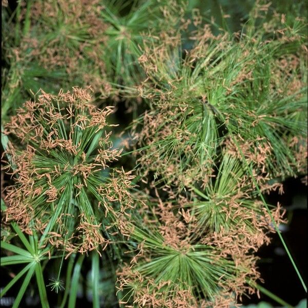 Cyperus papyrus 花
