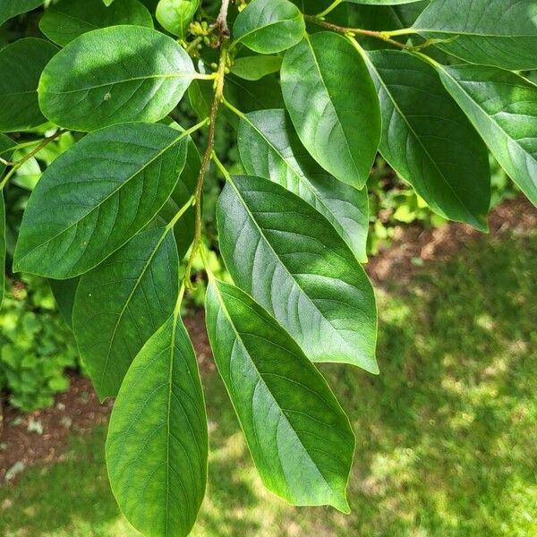 Diospyros lotus Leaf