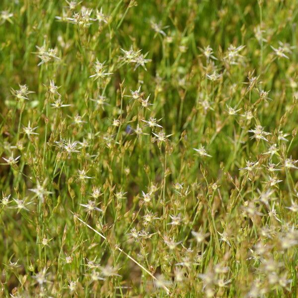 Juncus bufonius Ovoce