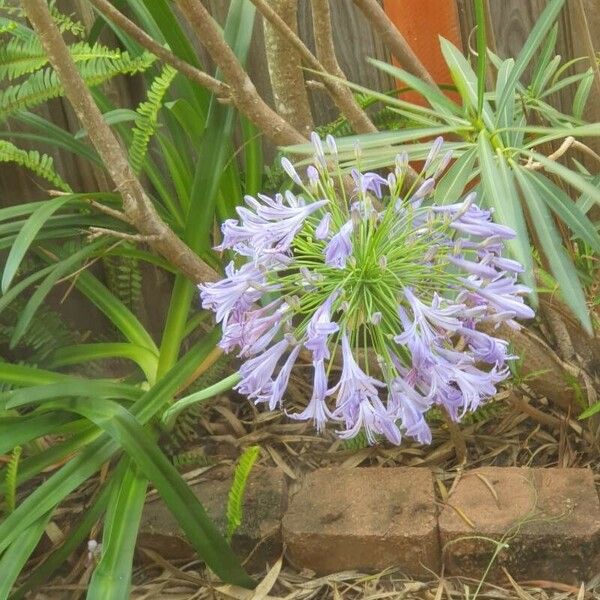 Agapanthus africanus Flower