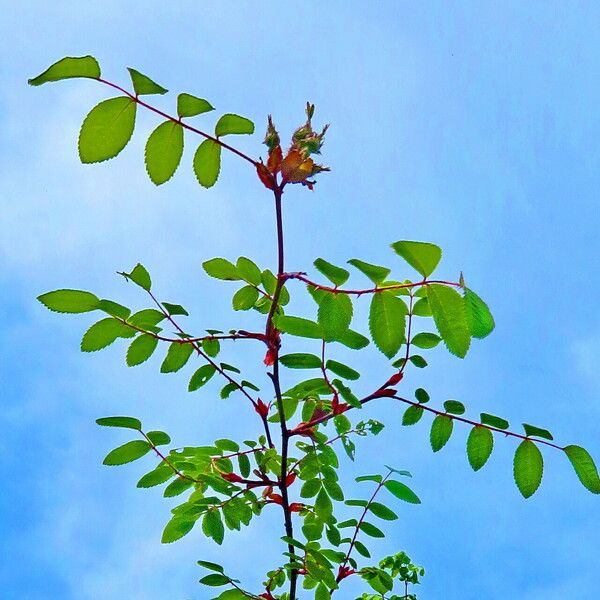 Rosa spinosissima 形態