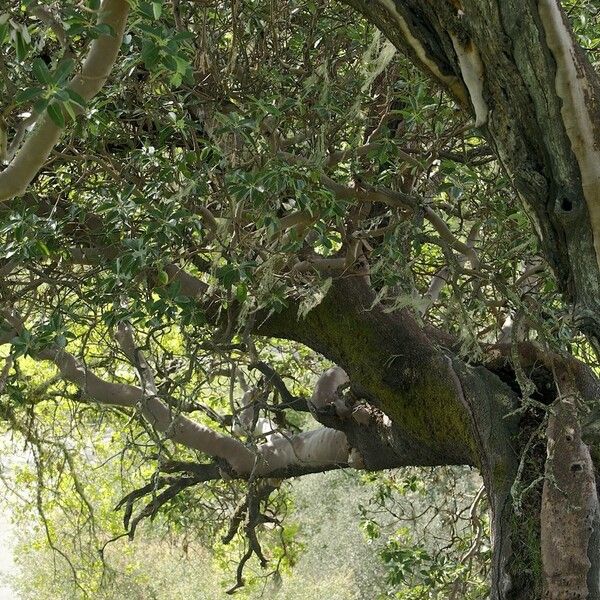 Arbutus menziesii Kora