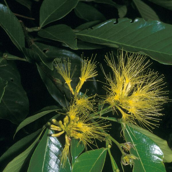 Inga pilosula Flower