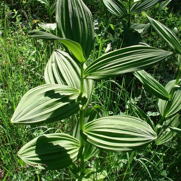 Veratrum album Blad