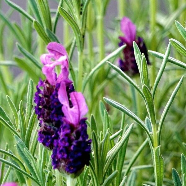 Lavandula stoechas Arall