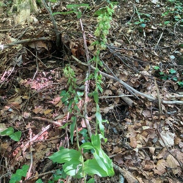 Epipactis helleborine Habitus