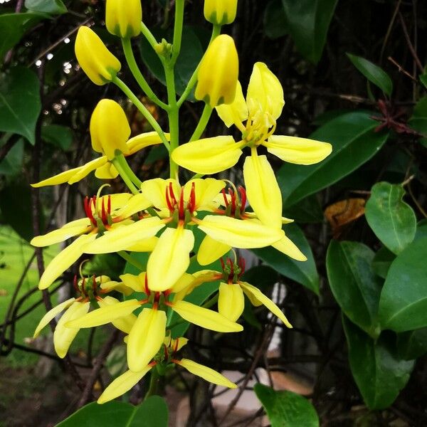 Tristellateia australasiae Flor