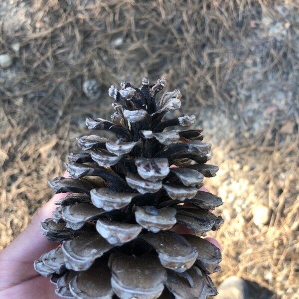 Pinus pinaster Fruit