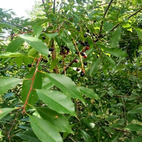 Prunus serotina Feuille