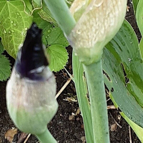 Iris pumila Bark