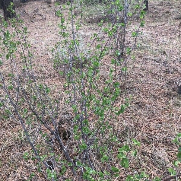 Ribes cereum Habitus