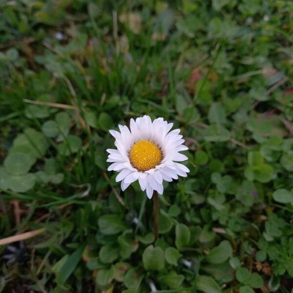 Bellis perennis Kvet