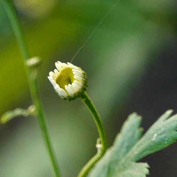 Tanacetum parthenium Máis