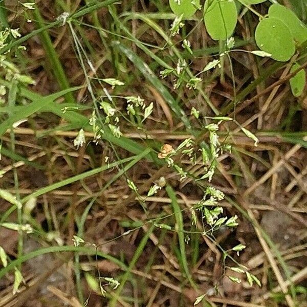 Poa palustris Blomma