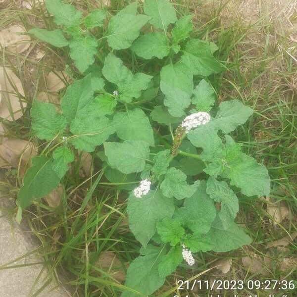 Heliotropium indicum Blad