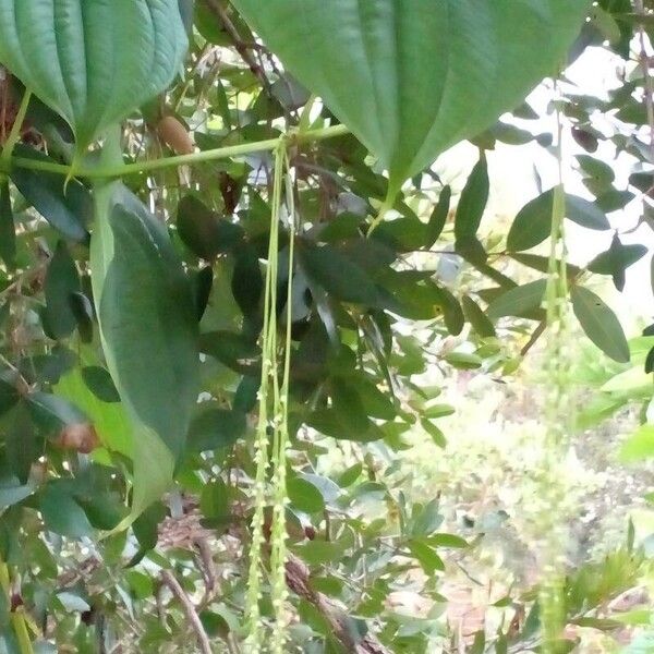 Dioscorea bulbifera Leaf