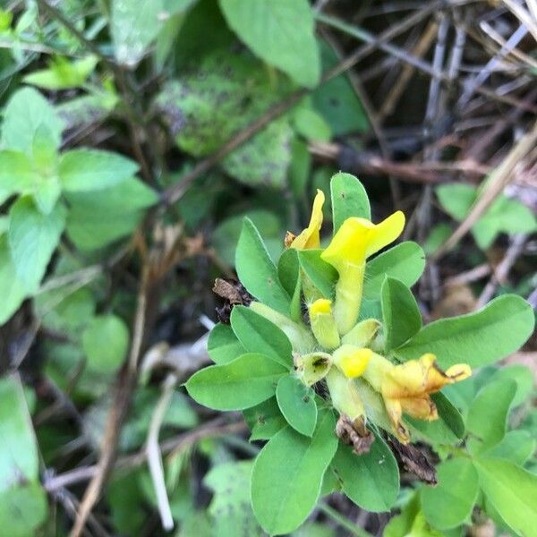 Chamaecytisus hirsutus Λουλούδι