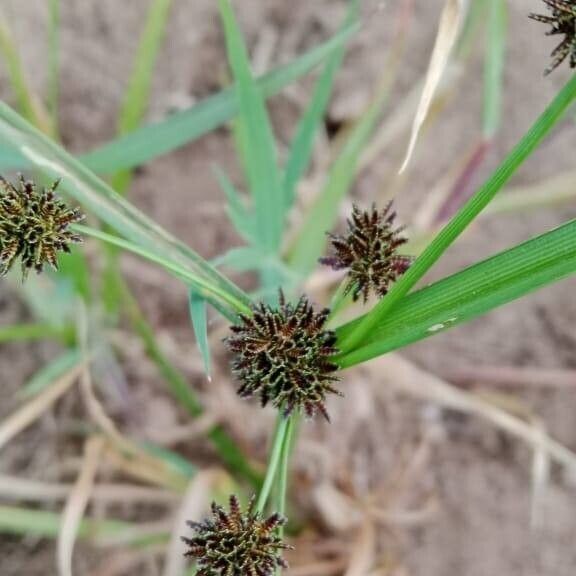 Cyperus difformis Квітка