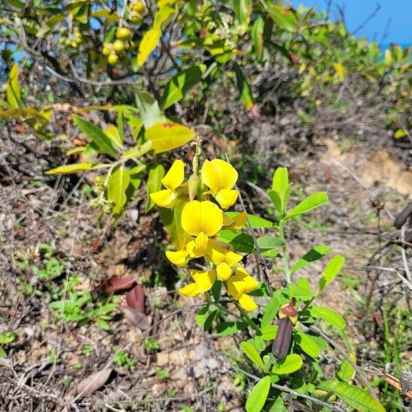 Crotalaria micans Flor