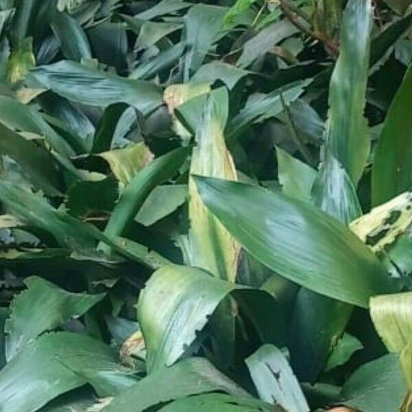 Aspidistra connata Leaf