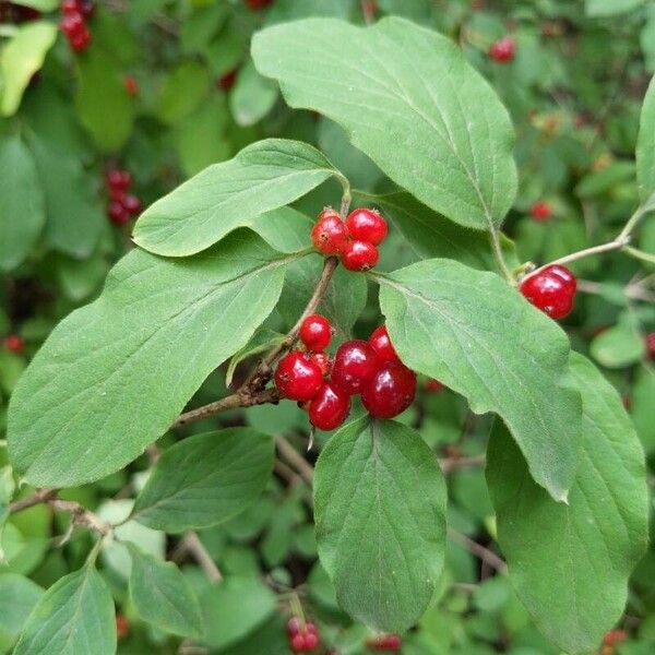 Lonicera xylosteum Плод