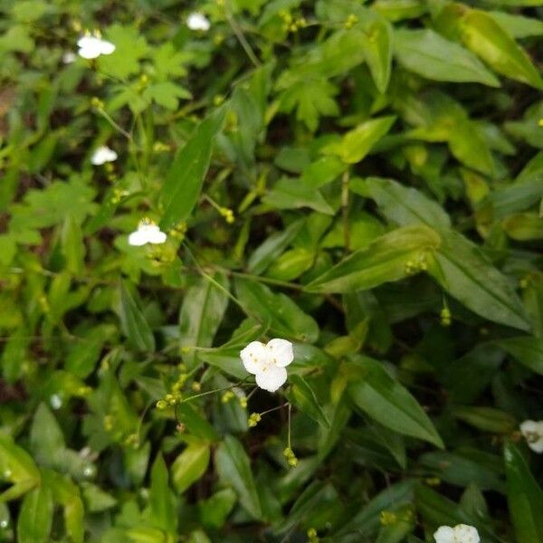 Gibasis geniculata Flower