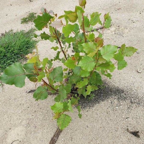 Populus nigra Habit