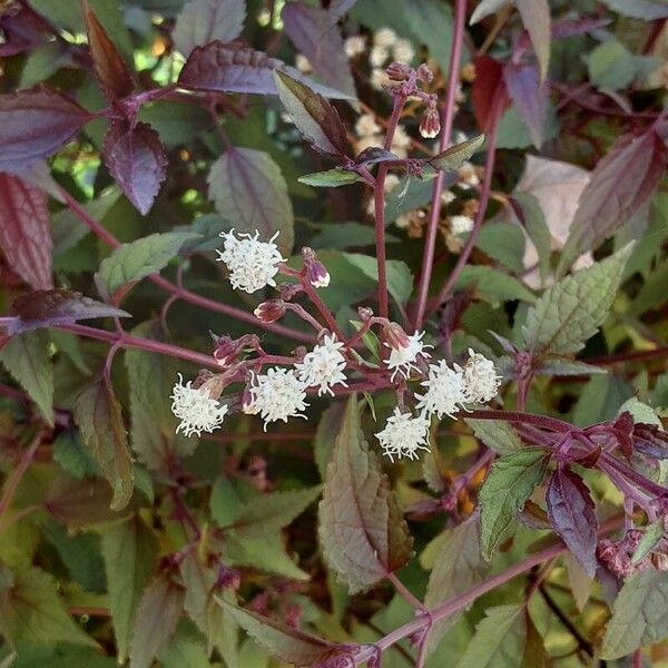 Ageratina altissima फूल