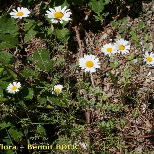 Leucanthemum monspeliense Habitus