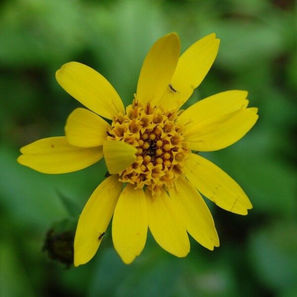 Agoseris glauca Flower