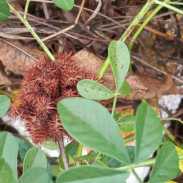 Glycyrrhiza echinata Vaisius