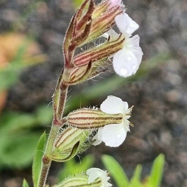 Silene gallica Flower