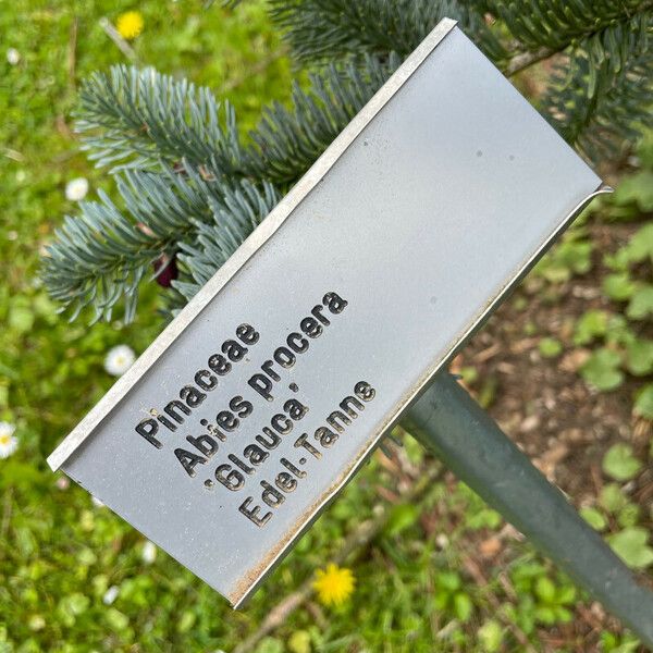 Abies procera Other