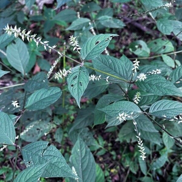 Achyranthes aspera Ліст