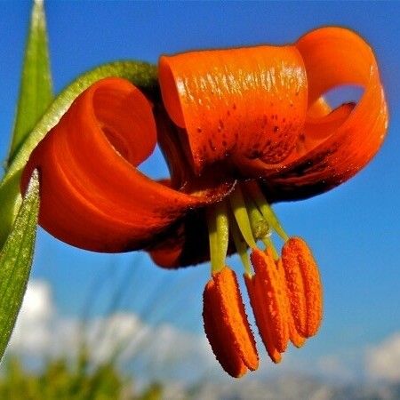 Lilium pomponium ফুল