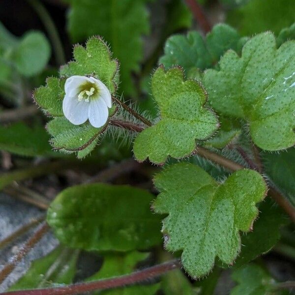 Veronica cymbalaria Žiedas