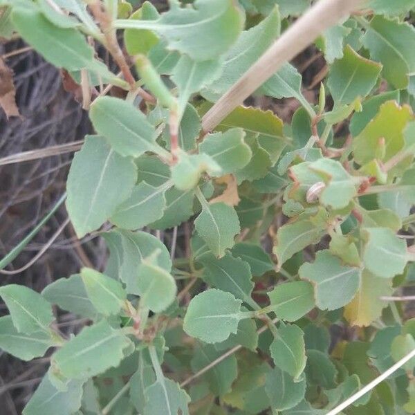 Rumex roseus Blatt