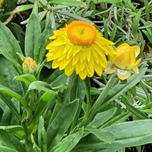 Xerochrysum bracteatum Foglia