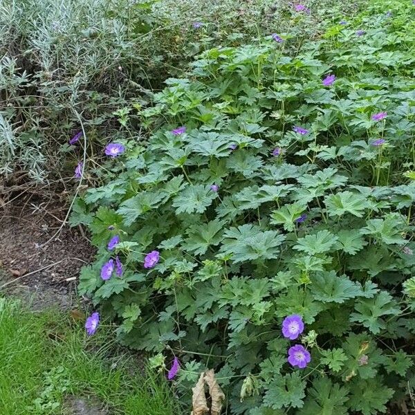 Geranium platypetalum List