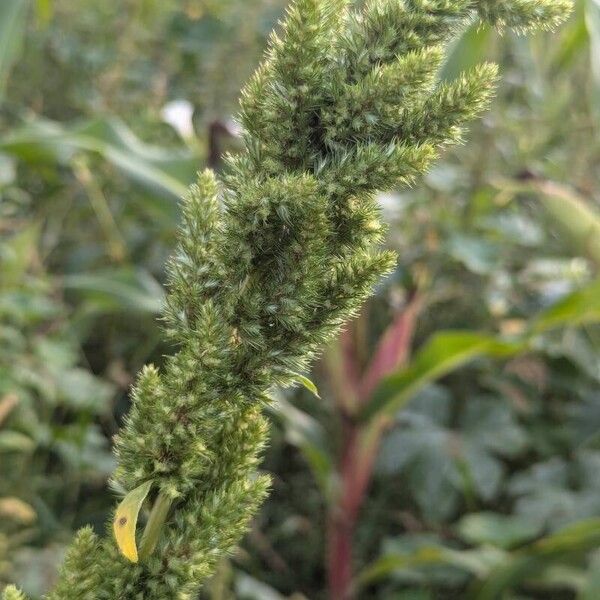 Amaranthus hybridus 果實