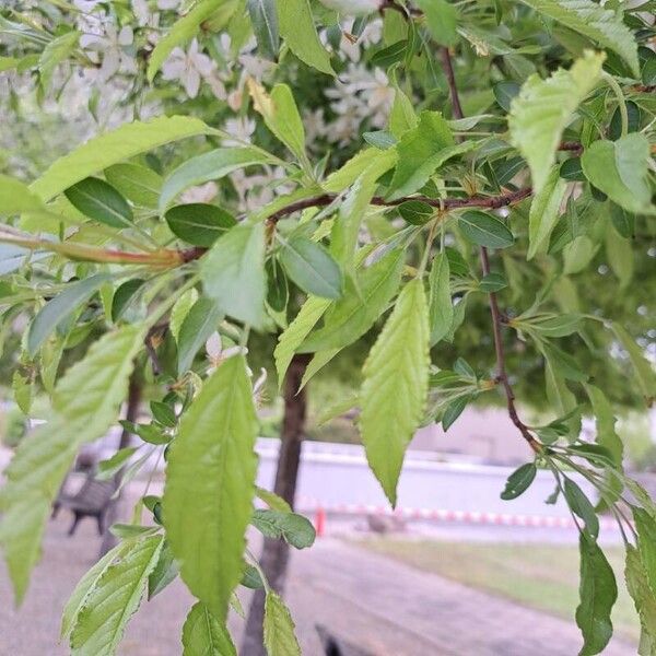 Malus spectabilis Blad