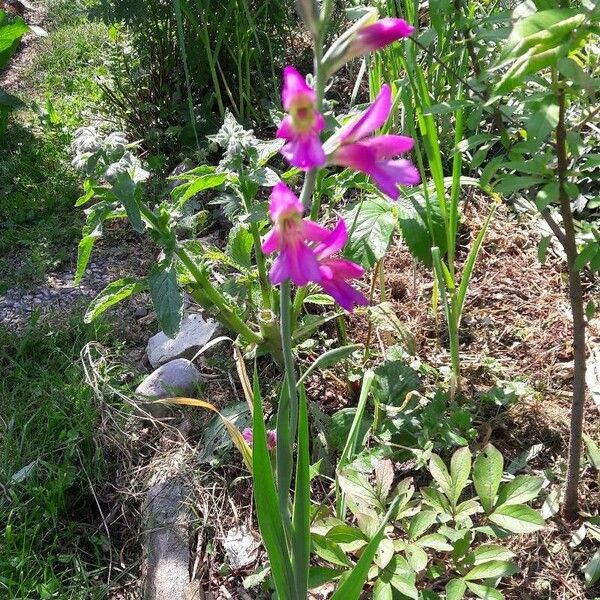 Gladiolus italicus Flower