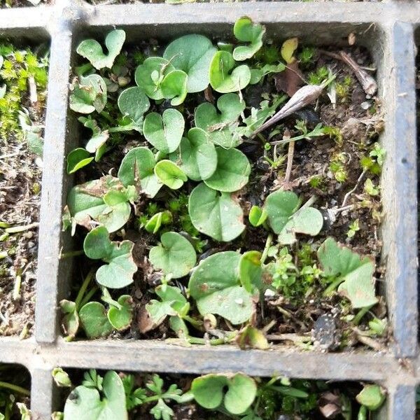 Dichondra micrantha Φύλλο