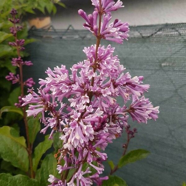 Syringa villosa Flower