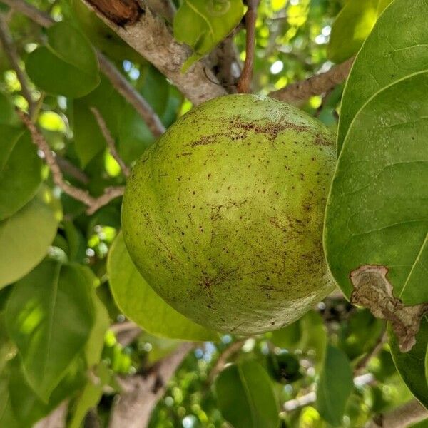 Xylocarpus moluccensis Fruit