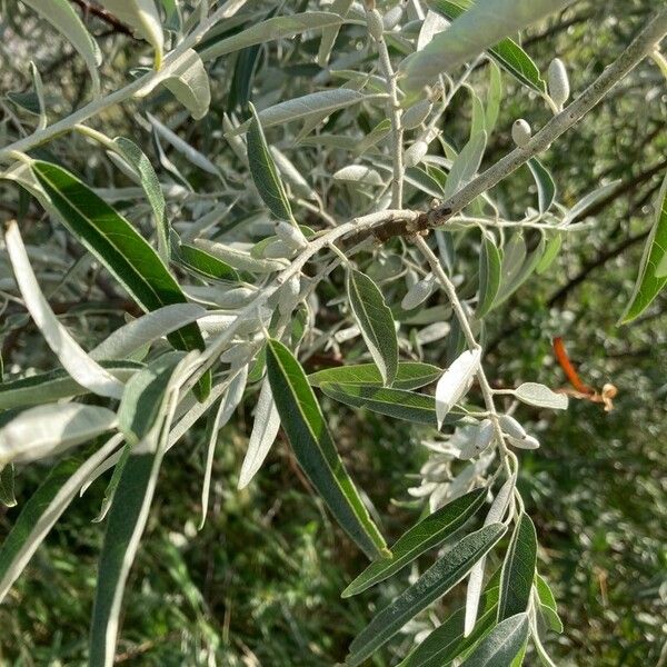 Elaeagnus angustifolia Листок