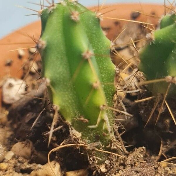 Echinocereus pentalophus পাতা