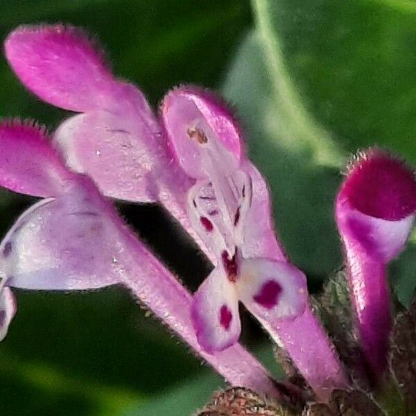 Lamium amplexicaule Fleur