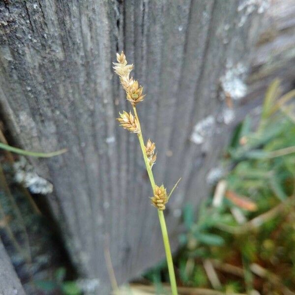 Carex canescens Квітка