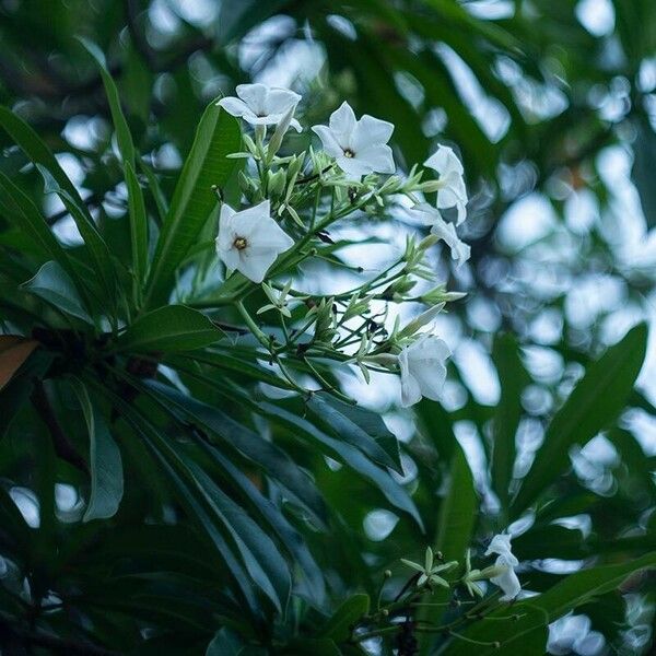 Cerbera manghas Blüte